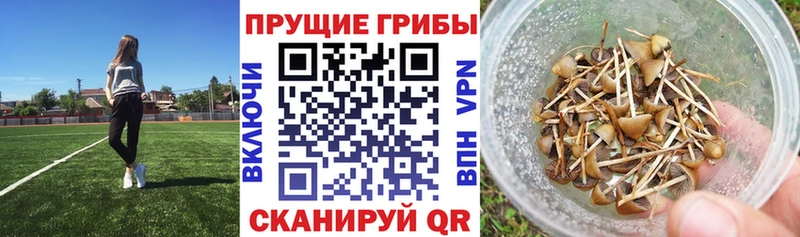 где продают наркотики  Яблоновский  Псилоцибиновые грибы GOLDEN TEACHER 